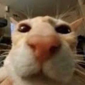 Meet your Posher, Wesley